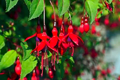 Fuchsia Stock Photos