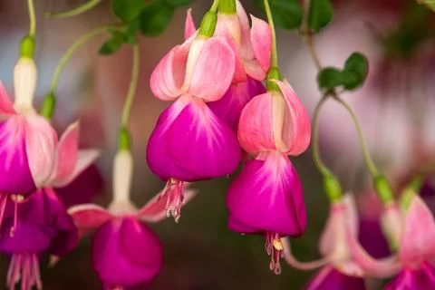 Fuchsia Stock Photos