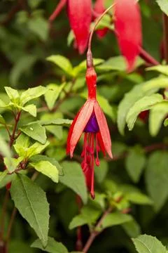 Fuchsia Foto stock