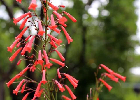 Fuchsia Phygelius capensis Stock Photos