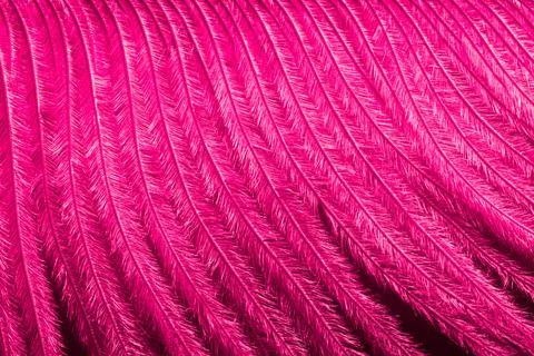 Fuchsia pink feather background texture with copy space for text. Festive Stock Photos