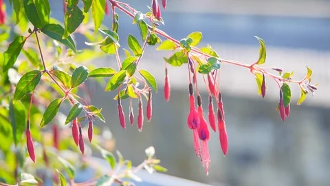 Fuchsia pink flowers crouch in the wind Stock Footage 91337376