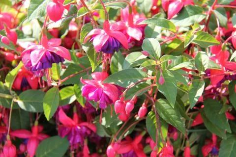 Fuchsia Plants. Stock Photos