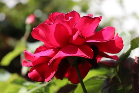 Fuchsia rose Stock Photos