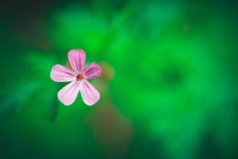 Fuchsia single flower on green blurred background Concept of beauty of nature Stock Photos