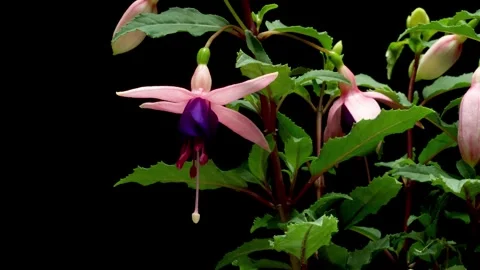 Fuchsia Time-lapse Stock Footage 281576530