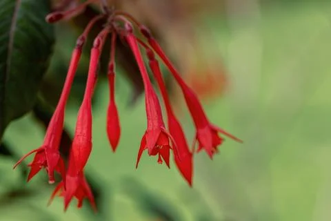 Fuchsia triphylla, one of over 110 species that comprise the genus Fuchsia... Stock Photos