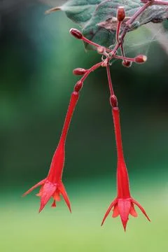 Fuchsia triphylla, one of over 110 species that comprise the genus Fuchsia... Stock Photos