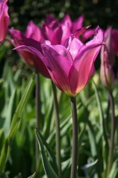 Fuchsia Tulips in the sun	 Stock Photos