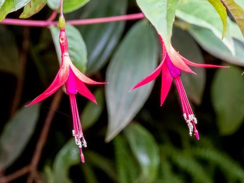 Fucshia Stock Photos