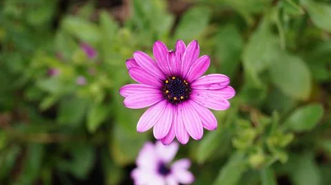 Fucsia Daisy 写真素材