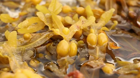 Fucus(brown algae) moves in the water of the white sea, macro Video stock 41454642