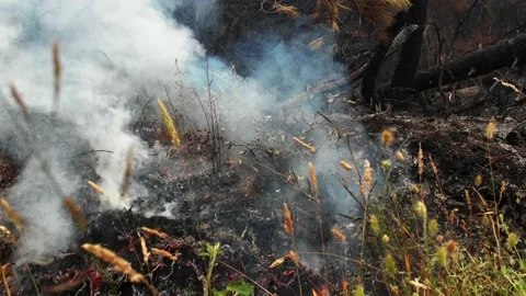 Fuego2 Stock Footage 201490353