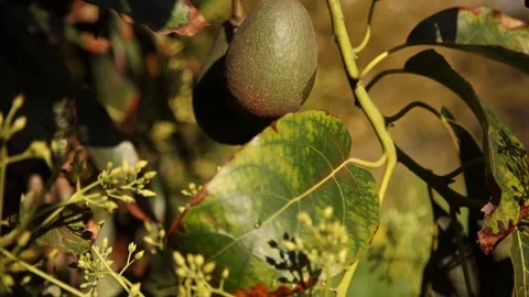 Fuerte avocado tree pan upward 01 스톡 동영상 195120997