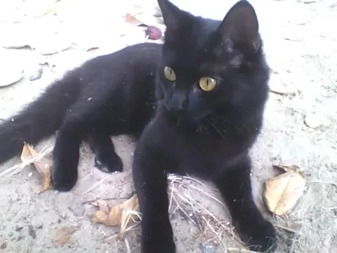 Fuffly cute black cat is pretty, could be a magazine cover Stock Footage 161757518