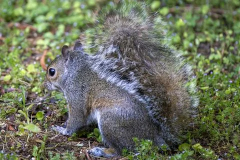 F;uffy Tailed Squirrel Stock Photos