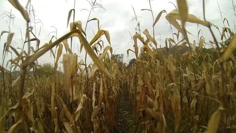 Fugitive running through a cornfield trying to escape his pursuers Stock Footage 81015232