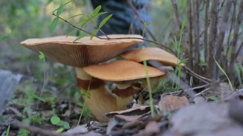 Fugitive walk through a forest, mushrooms in the foreground Stock Footage 141612657