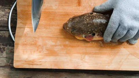 Fugu Fish ready to cook Stock Footage 129306794