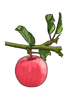 Fuji Apple fruit on tree stem with leaves issolated on white  Stock Illustration