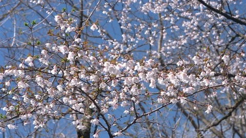 Fuji Cherry Tree in Full Bloom Stock Footage 90590059