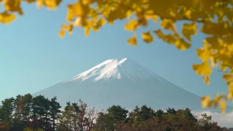 Fuji mountain with top fully framed by bright yellow autumn leaves 스톡 동영상 98408623
