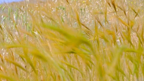 FUJI3308 Stock Footage 281023156