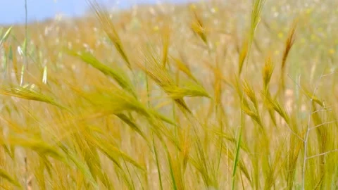 FUJI3309 Stock Footage 281023172