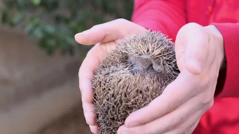 FUJI7823 Stock Footage 281023220