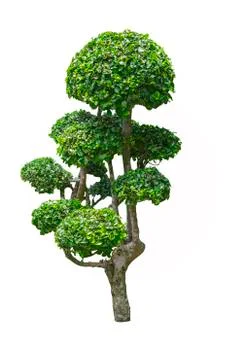 Fukien tea tree Stock Photos