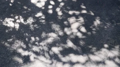 Fukien tea tree shadows reflected on a concrete floor Stock Footage 147318832