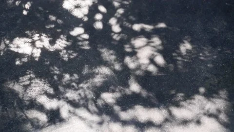 Fukien tea tree shadows reflected on a concrete floor Stock Footage 147319099