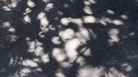 Fukien tea tree shadows reflected on a concrete floor Stock Footage 147320266