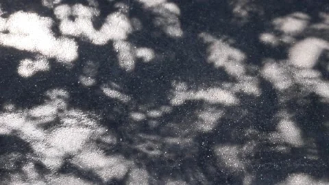 Fukien tea tree shadows reflected on a concrete floor Stock Footage 147321618