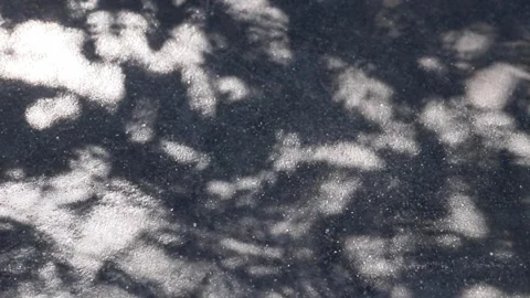 Fukien tea tree shadows reflected on a concrete floor Stock Footage 147321732