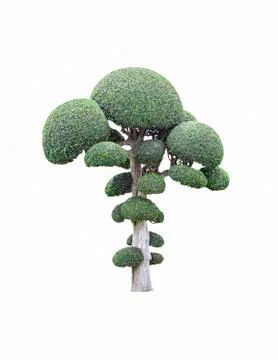 Fukien tea tree on white Stock Photos
