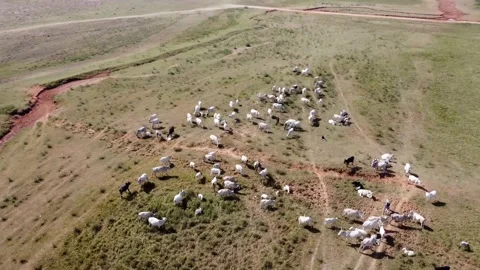 Fulani Cattle Grazing Video stock 166801119