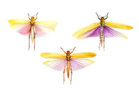 Fulgora laternaria spread is common in Central and South America, Mexico. Stock Illustration