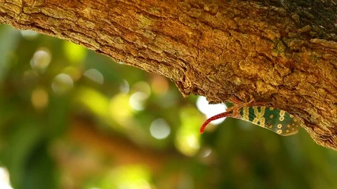 Fulgorid bug  holdin on tree , outdoor  Chiangmai Thailand Stock Footage 127018452