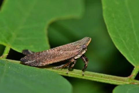 Fulgorid Planthopper facing right Stock Photos