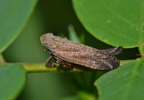 Fulgorid Planthopper side view Foto stock