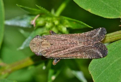 Fulgorid Planthopper top view Stock Photos