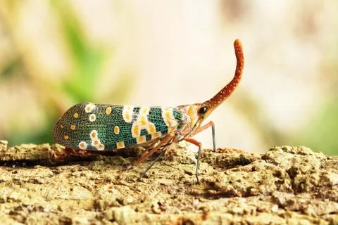 Fulgorid planthoppers Stock Photos