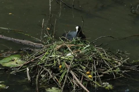 Fulica atra atra, Eurasian coot, nest, Hermalle-sous-Argenteau, Belgium Stock Photos