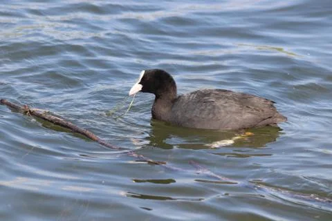 Fulica atra atra, Eurasian coot, Hermalle-sous-Argenteau, Belgium Foto stock