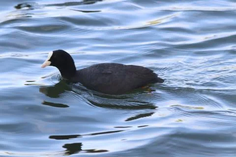 Fulica atra atra, Eurasian coot, Hermalle-sous-Argenteau, Belgium Stock Photos