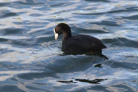 Fulica atra atra, Eurasian coot, Hermalle-sous-Argenteau, Belgium Stock Photos