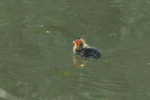 Fulica atra atra, Eurasian coot, young, Hermalle-sous-Argenteau, Belgium Stock Photos