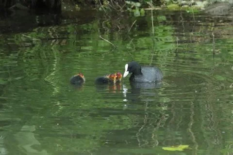 Fulica atra atra, Eurasian coot, young, Hermalle-sous-Argenteau, Belgium Stock Photos
