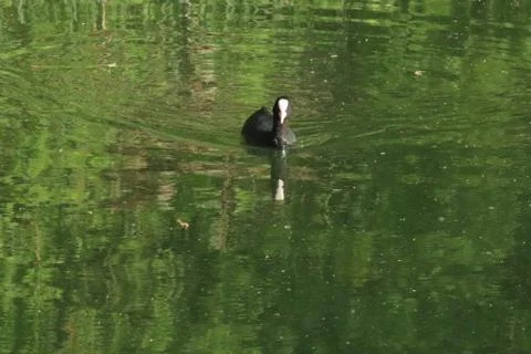 Fulica atra atra, Eurasian coot, Hermalle-sous-Argenteau, Belgium Stock Photos